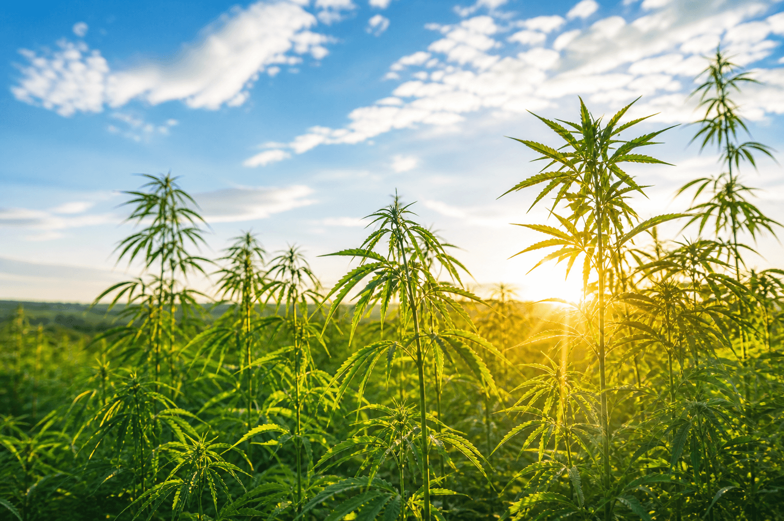 Hemp field at golden hour